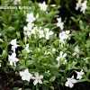 Vinca minor 'Alba'