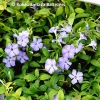 Vinca minor