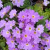 Primula vulgaris ssp sibthorpii