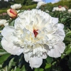 Paeonia lactiflora 'Immaculée'