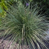 Carex montana 'Raureif'®