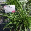 Carex morrowii 'Irish Green'