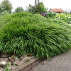 Hakonechloa macra 'Greenhills'