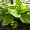 Hosta plantaginea 'Sum and Substance'