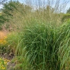 Molinia arundinacea 'Windspiel'