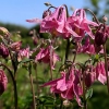 Aquilegia vulgaris 'Heidi'