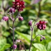 Aquilegia vulgaris var stellata plena 'Bordeaux Barlow'