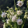 Aquilegia vulgaris var stellata plena 'White Barlow'