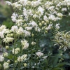 Aquilegia vulgaris var stellata plena 'White Barlow'