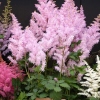 Astilbe arendsii 'Icecream'®