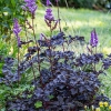 Astilbe chinensis 'Dark Side of the Moon'®