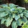 Hosta sieboldiana 'Blue Angel'