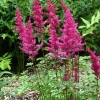Astilbe chinensis 'Mighty Chocolate Cherry'®