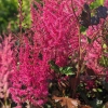 Astilbe chinensis 'Mighty Chocolate Cherry'®