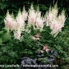 Astilbe chinensis 'Milk and Honey'®