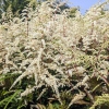 Astilbe 'Moccachino'®