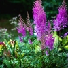 Astilbe 'Nemo'®