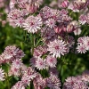 Astrantia major 'Sparkling Stars Pink'®