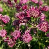 Astrantia major 'Sparkling Stars Red'®