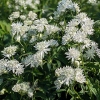 Astrantia major 'Sparkling Stars White'®