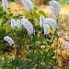 Cimicifuga simplex 'White Pearl'