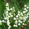 Convallaria majalis