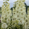 Delphinium elatum 'Celebration'