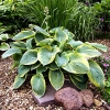 Hosta sieboldiana 'Samurai'