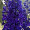 Delphinium elatum 'Faust'