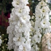 Delphinium elatum 'Moonbeam'