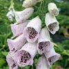 Digitalis purpurea 'Pam's Choice'