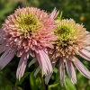 Echinacea 'Cherry Fluff'®