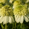 Echinacea 'Honeydew'®