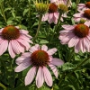 Echinacea 'Pink Skipper'®