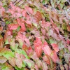 Epimedium x rubrum