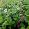 Fragaria vesca var semperflorens 'Alexandria'