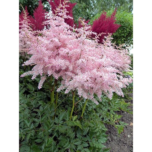 Vienkāršlapu astilbe