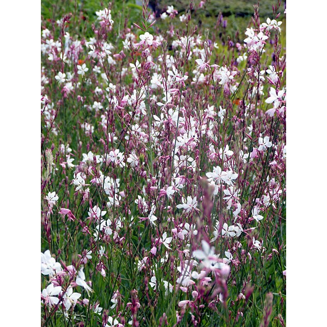 Lindheimera gaura