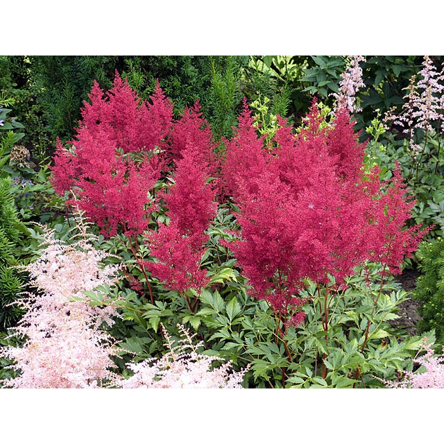 Ārendsa astilbe