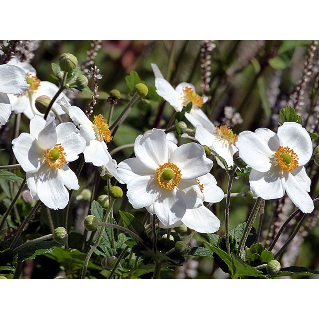 Japānas anemone