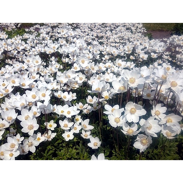 Meža anemone (Daugavas vizbule)