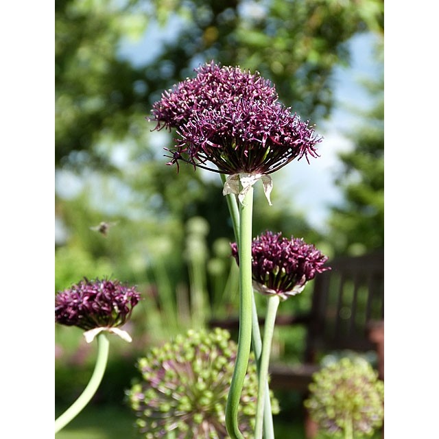 Tumšpurpura sīpols