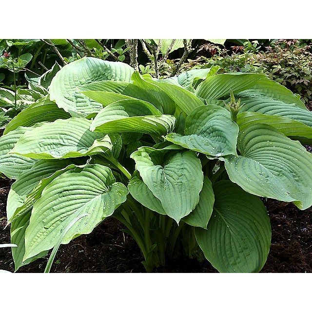 Hosta