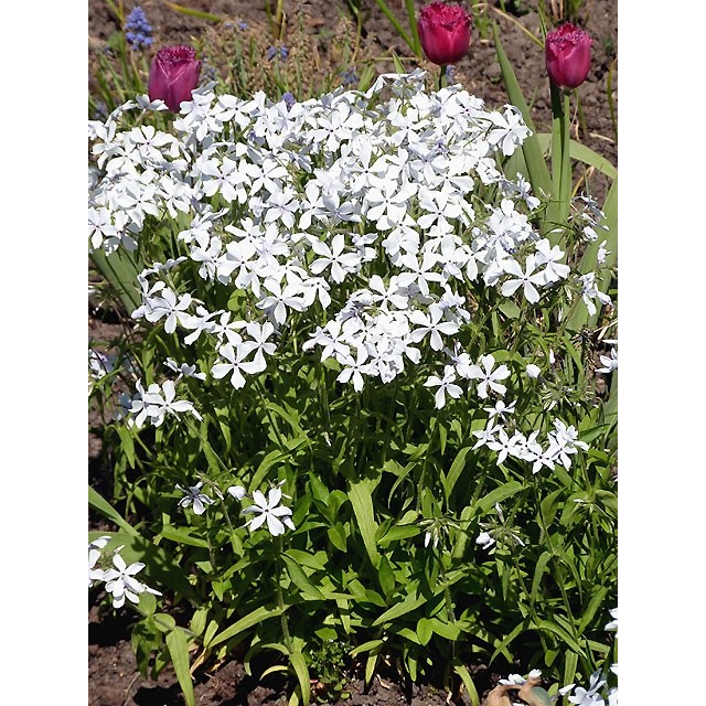 Izplestais floksis