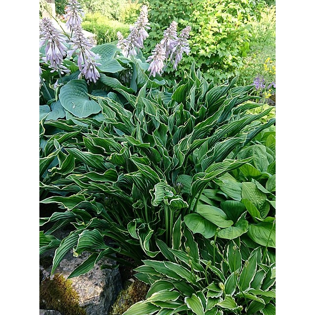 Hosta