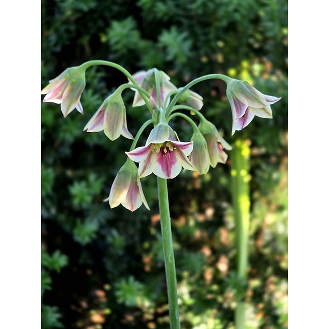 Dekoratīvais sīpols