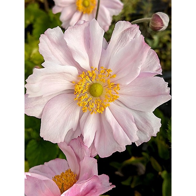 Japānas anemone