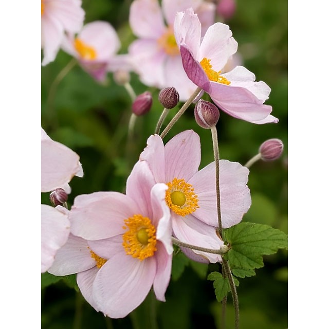 Japānas anemone