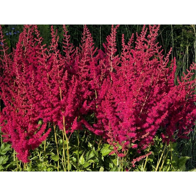 Ķīnas astilbe