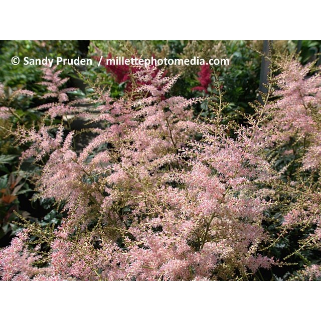 Vienkāršlapu astilbe